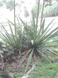 agave angustifolia