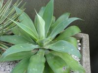 agave attenuata