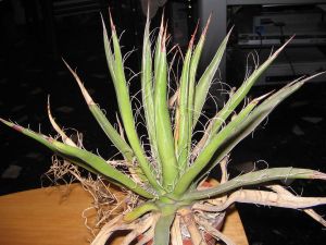 agave filifera