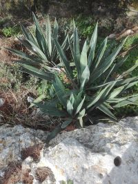 agave nella roccia
