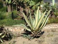 agave pinta