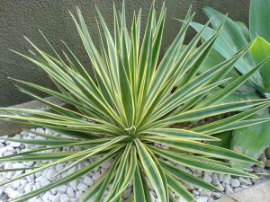 agave agave-sisalsana-variegata