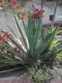 agave sisalana
