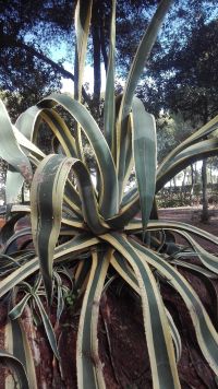agave variegata