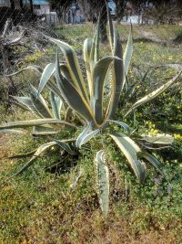 agave variegata