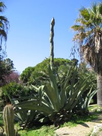 agave