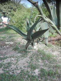 bulbillo agave