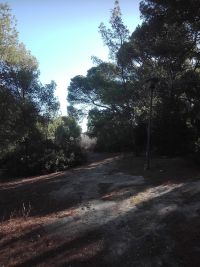 alberi nel parco di Monteclaro